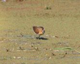 074.jpeg - 2017:12:05 10:26:41