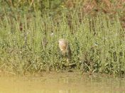 081.jpeg - 2017:12:05 10:28:56