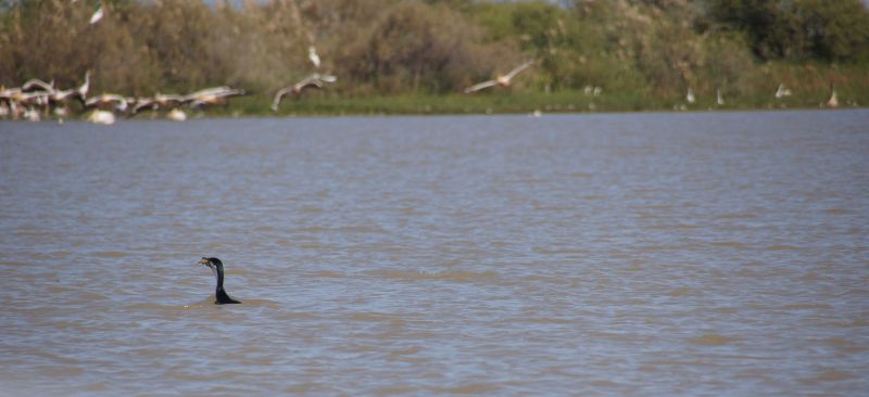 <i>Phalacrocorax carbo lucidus</i> (White-breasted Cormorant)
