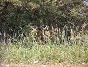 094.jpeg - 2017:12:05 10:33:01