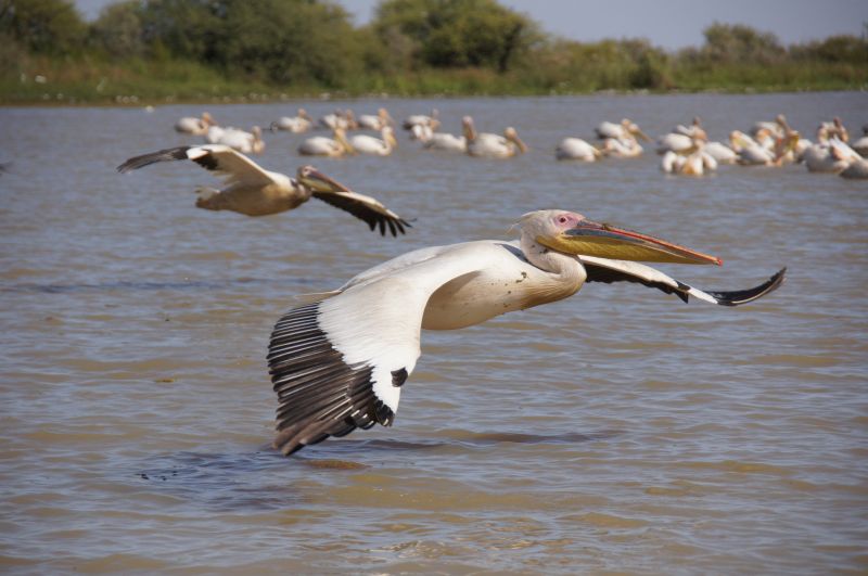 <i>Pelecanus onocrotalus</i> (Great White Pelican)