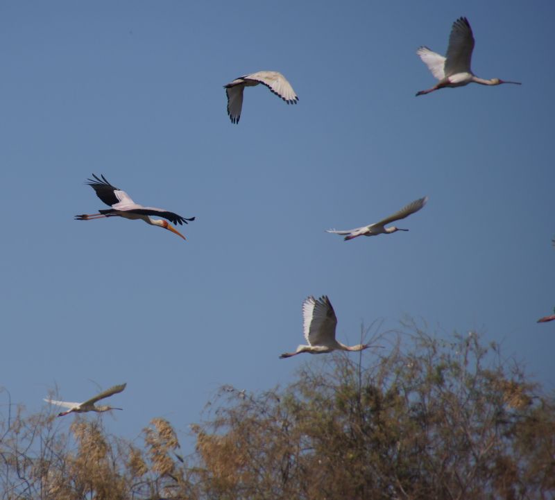 <i>Mycteria ibis</i> (Yellow-billed Stork)