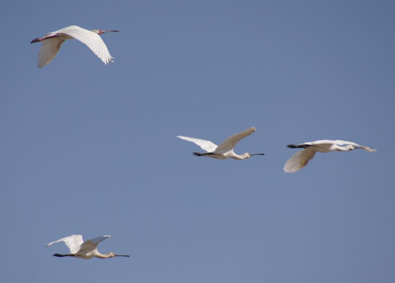 Viewing photos→2017→2017-12-05→118