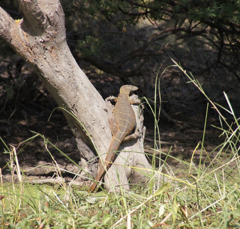 <i>Varanus niloticus</i> (Nile Monitor)