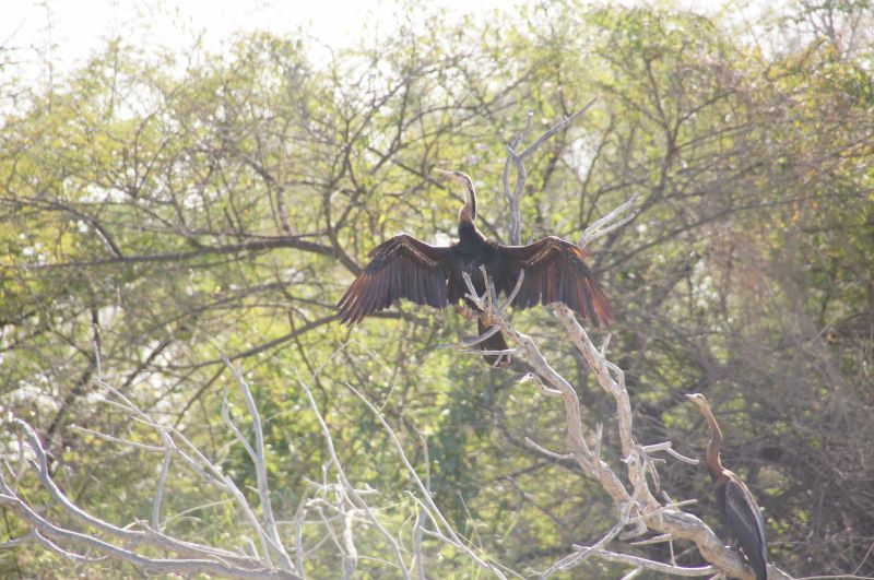 <i>Anhinga rufa</i> (African Darter)