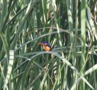 158.jpeg - 2017:12:05 11:02:13