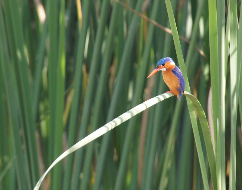 <i>Corythornis cristatus</i> (Malachite Kingfisher)