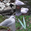 2017-12-17<br/>
<b>Copenhagen Gardens (New camera)</b>
