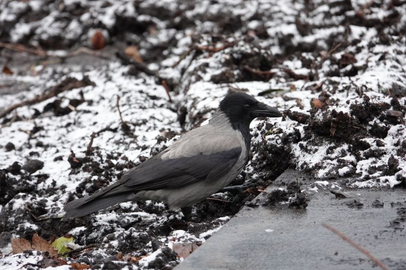 Viewing photos→2017→2017-12-17→01