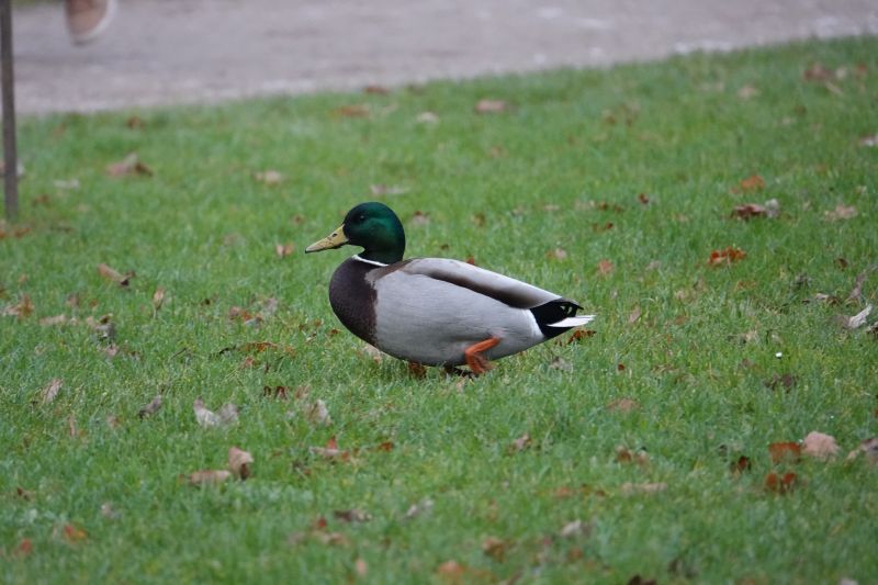 Viewing photos→2017→2017-12-17→04