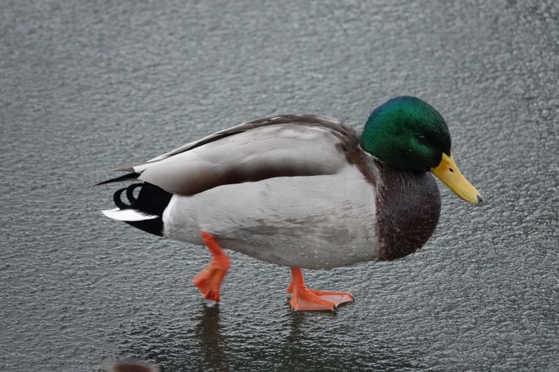 Viewing photos→2017→2017-12-17→08