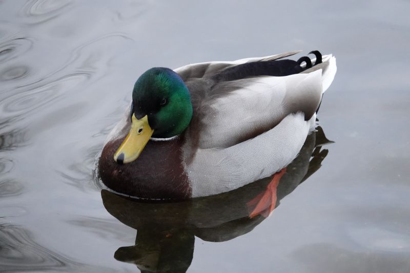 Viewing photos→2017→2017-12-17→11