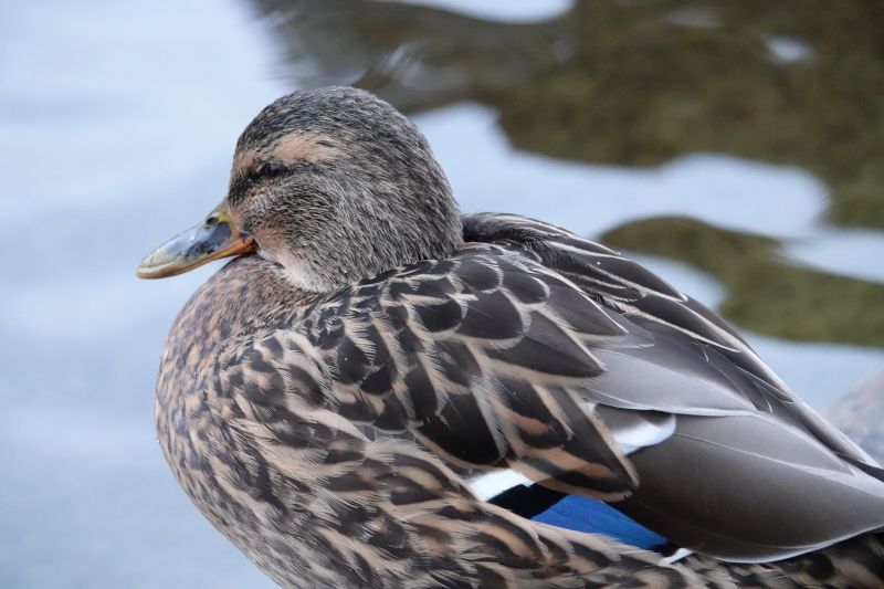 Viewing photos→2017→2017-12-17→12