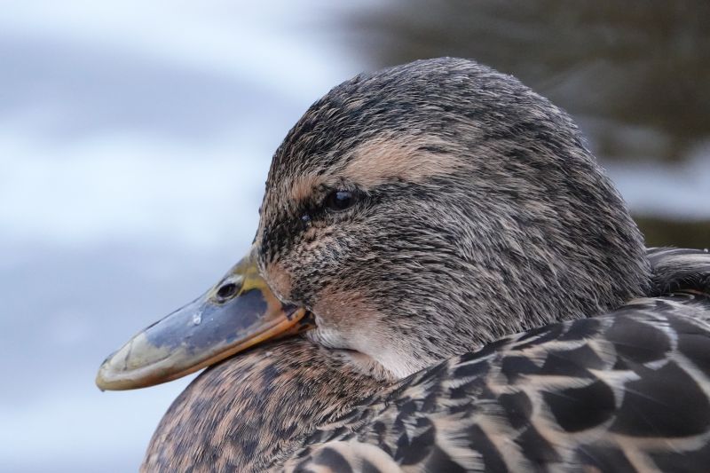 Viewing photos→2017→2017-12-17→14