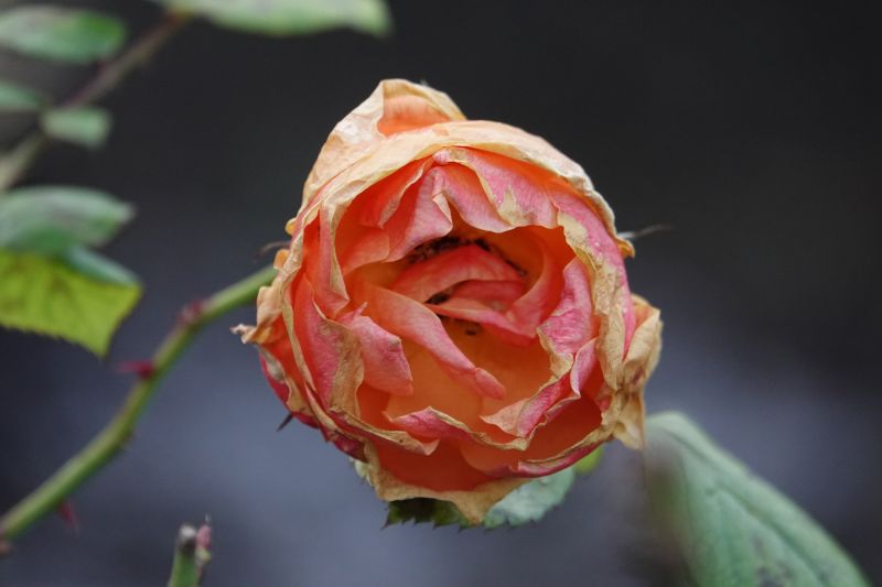 Viewing photos→2017→2017-12-17→19