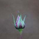 24.jpg - 2017:12:17 13:57:26