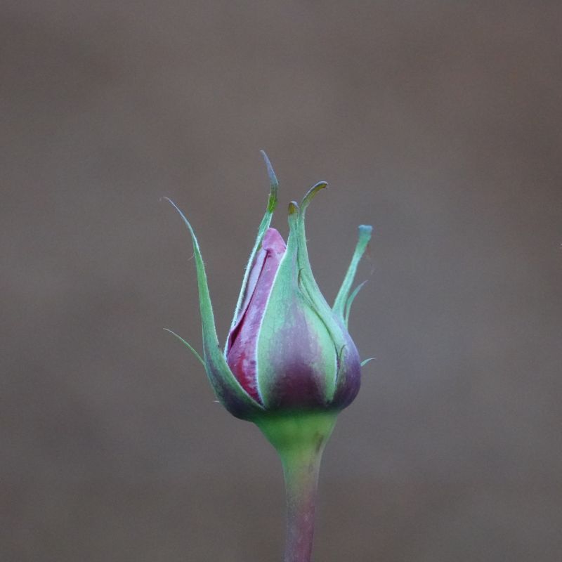 Viewing photos→2017→2017-12-17→24