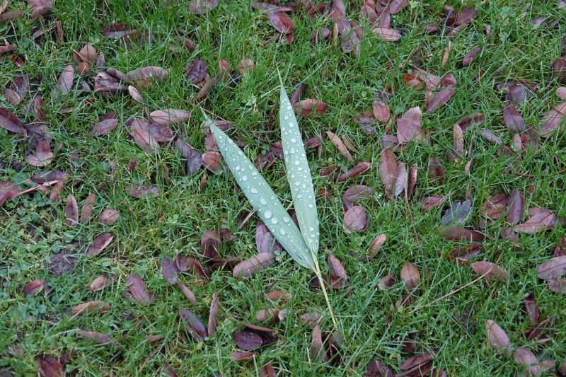 Viewing photos→2017→2017-12-17→25