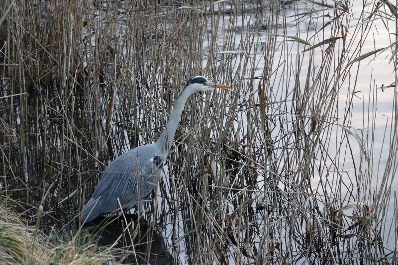 Viewing photos→2017→2017-12-17→32