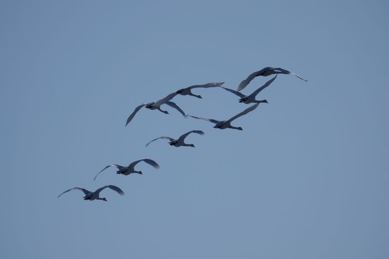 <i>Cygnus olor</i> (Mute Swan)