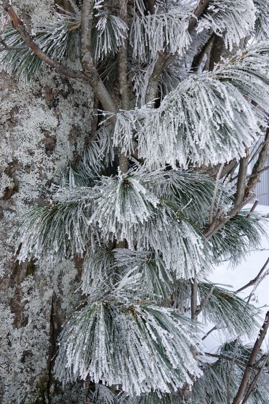 Viewing photos→2018→2018-04-02→26