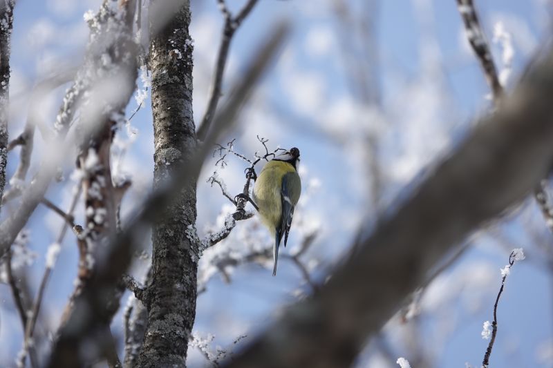 <i>Cyanistes caeruleus</i> (Eurasian Blue Tit)
