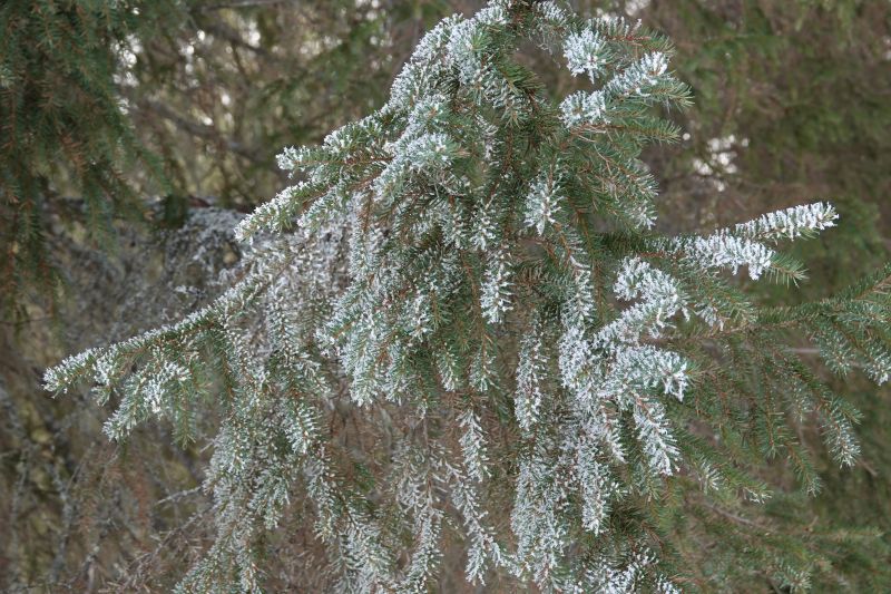 Viewing photos→2018→2018-04-02→43