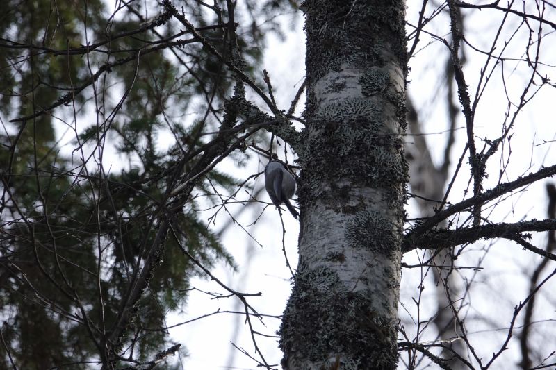 <i>Poecile montanus</i> (Willow Tit)