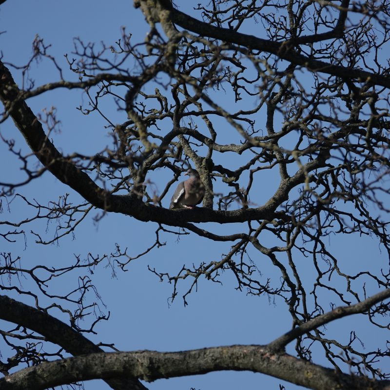 <i>Columba palumbus</i> (Common Wood-Pigeon)