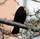 38.jpeg - 2018:04:29 12:23:28