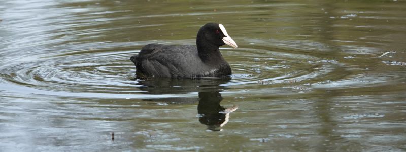 <i>Fulica atra</i> (Eurasian Coot)