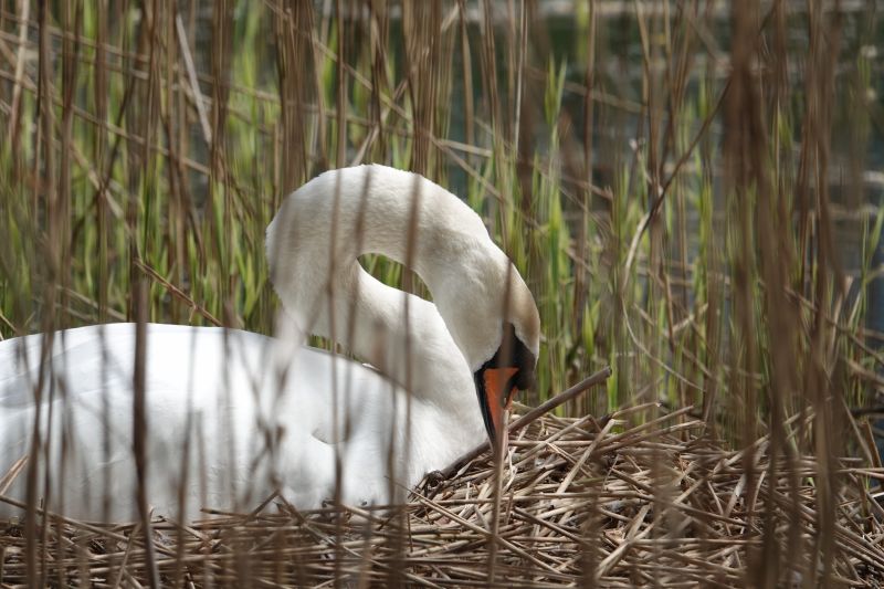 <i>Cygnus olor</i> (Mute Swan)