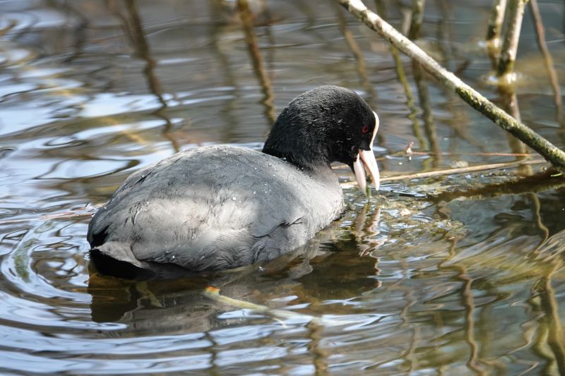 <i>Fulica atra</i> (Eurasian Coot)