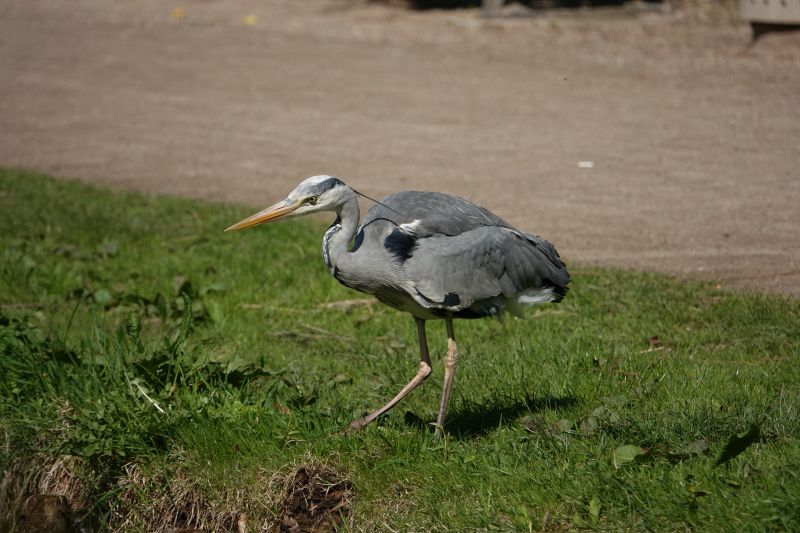 <i>Ardea cinerea</i> (Grey Heron)