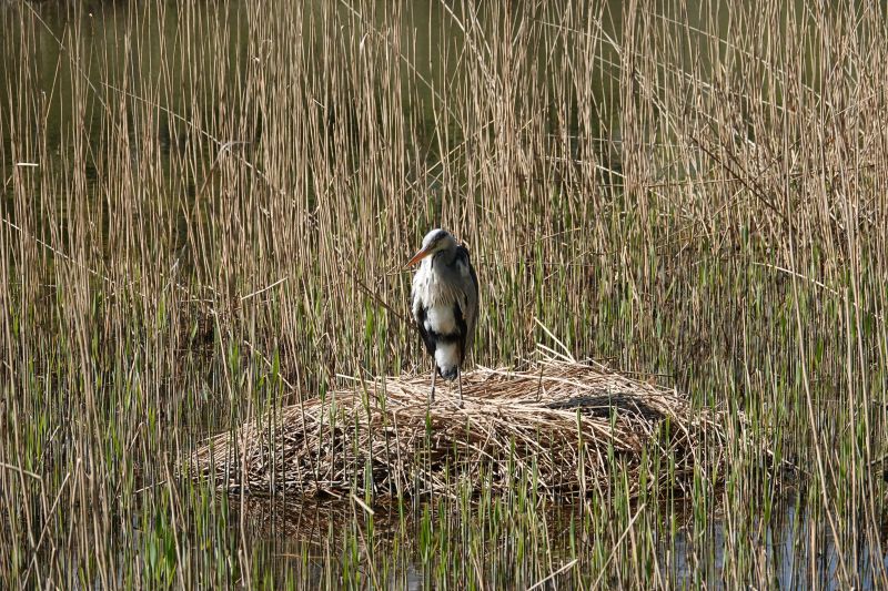 <i>Ardea cinerea</i> (Grey Heron)