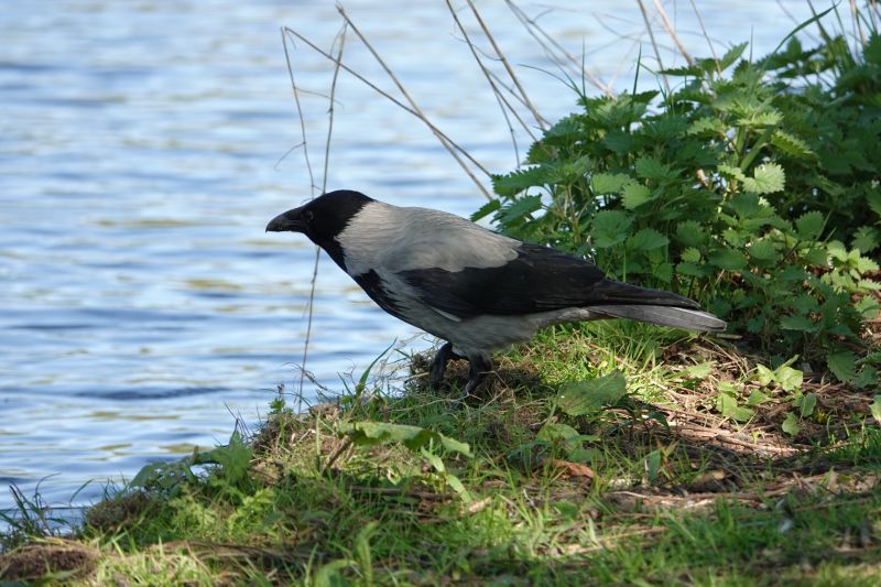 Viewing photos→2018→2018-04-08→52