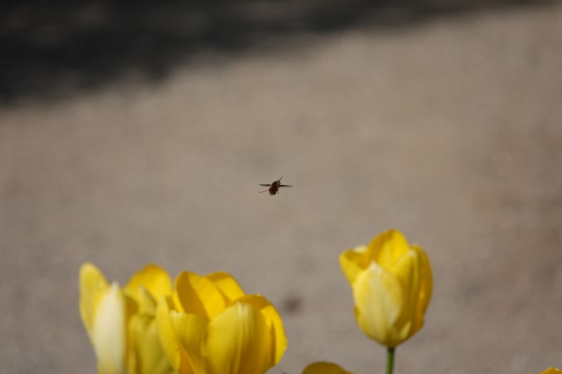 Viewing photos→2018→2018-04-08→61