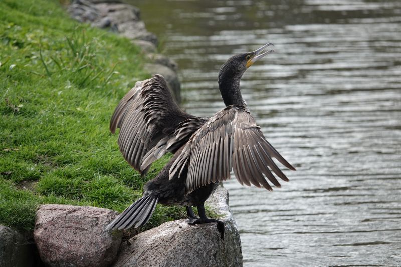 <i>Phalacrocorax carbo</i> (Great Cormorant)