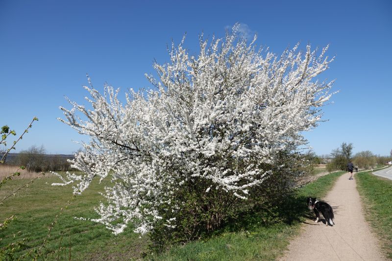 <i>Prunus cerasifera</i> (Cherry-plum)