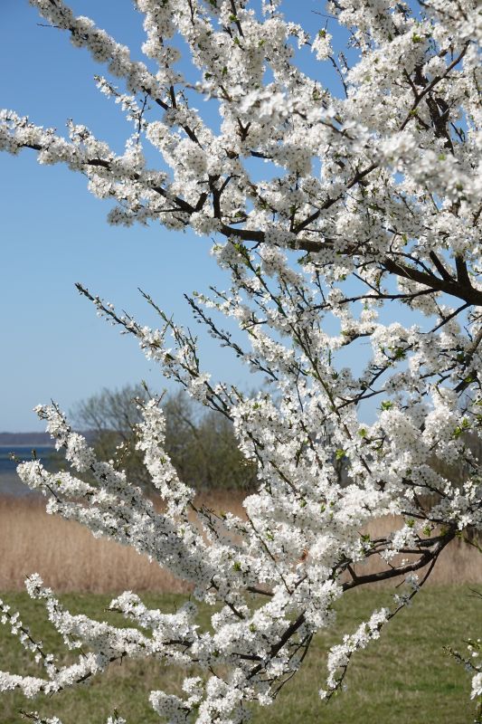 <i>Prunus cerasifera</i> (Cherry-plum)