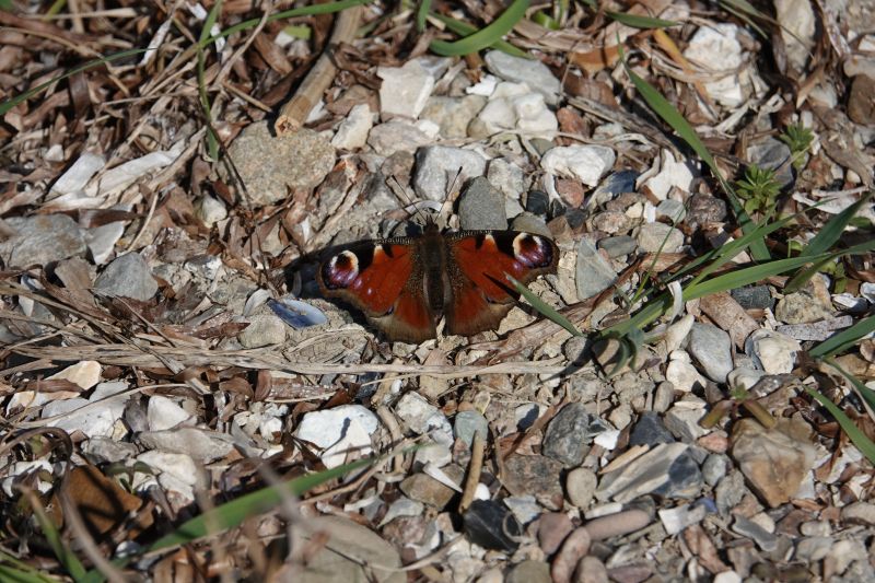 <i>Aglais io</i> (European Peacock Butterfly)