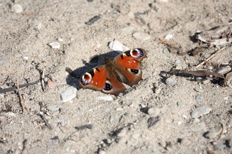 <i>Aglais io</i> (European Peacock Butterfly)