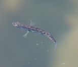 26.jpeg - 2018:05:06 16:04:35