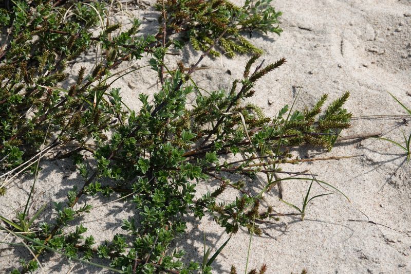 <i>Salix</i> (willows)