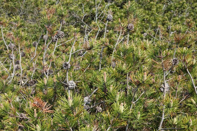 <i>Pinus mugo</i> (mountain pine)