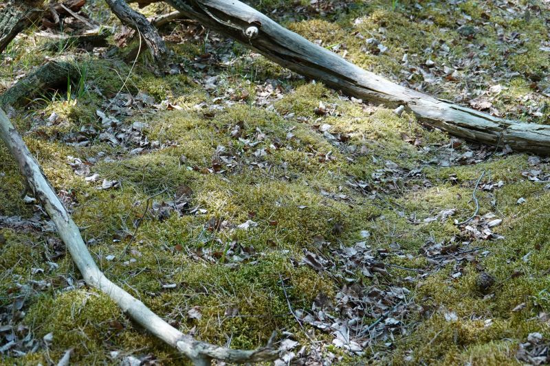 Viewing photos→2018→2018-05-10→17