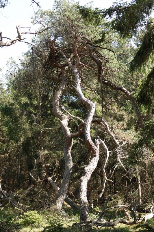 Viewing photos→2018→2018-05-10→22