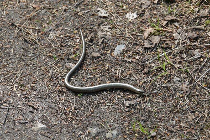 <i>Anguis fragilis</i> (Slow Worm)