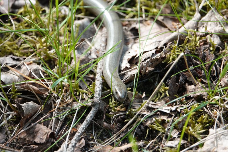 <i>Anguis fragilis</i> (Slow Worm)
