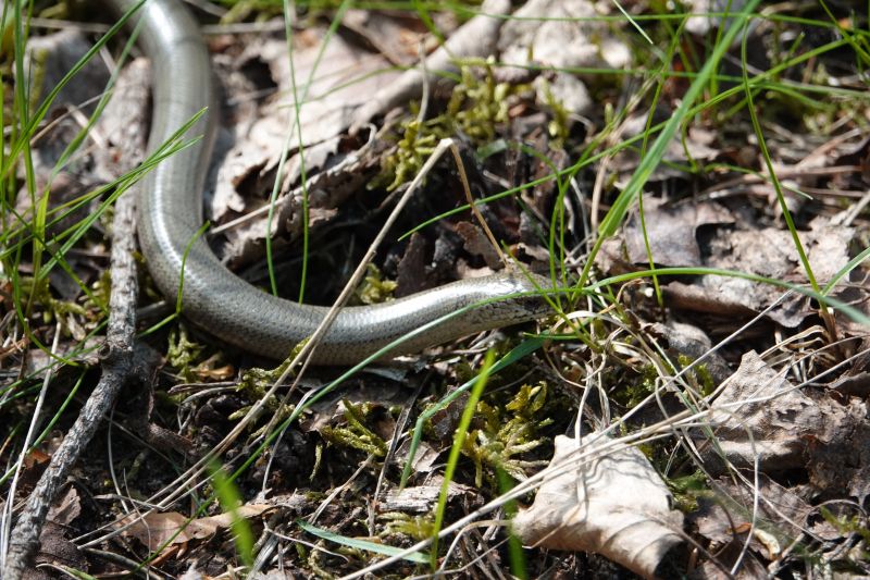 <i>Anguis fragilis</i> (Slow Worm)